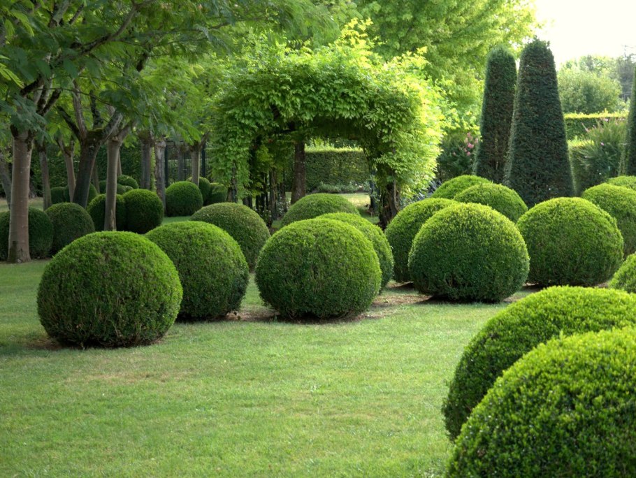 Самшит Buxus