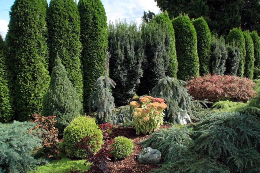 Туя Западная Малониана