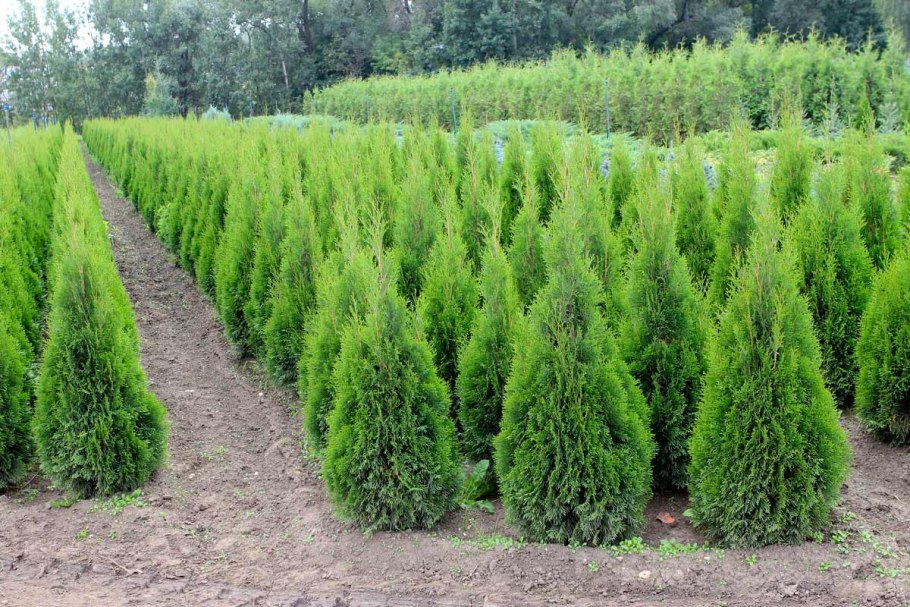 Туя Западная пихта Сибирская