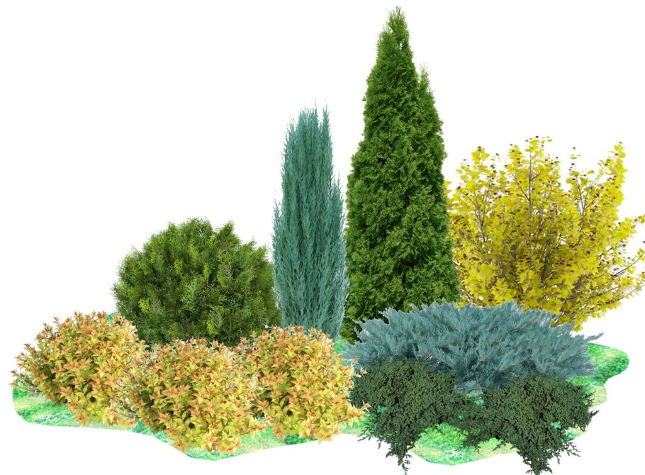 Туя Смарагд,сосна Горная