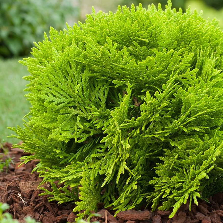 Туя Западная Thúja occidentális