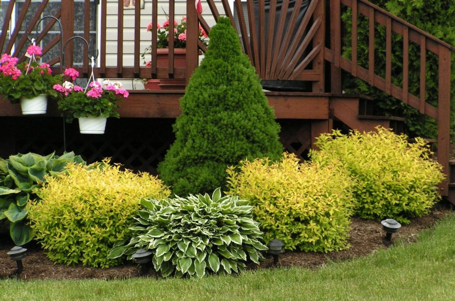 Спирея и туя Даника