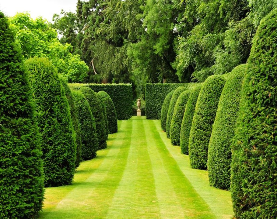 Топиарная стрижка туи Смарагд