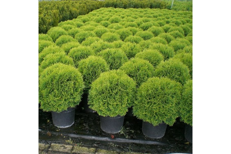 Туя шаровидная Даника..