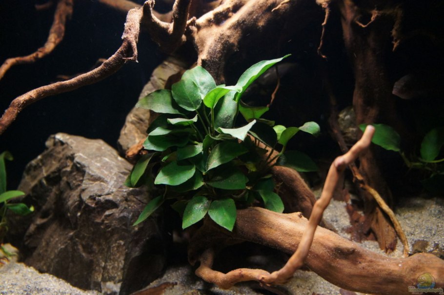 Анубиас Нана Петит аквариумное растение