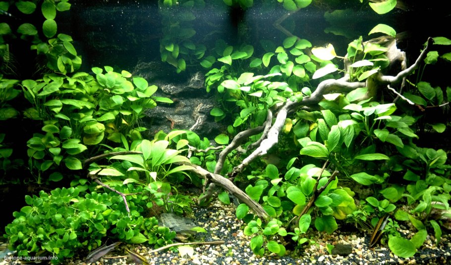 Анубиас аквариумное