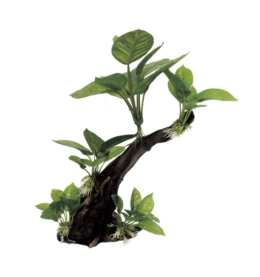 Аквариум с анубиасами и папоротниками