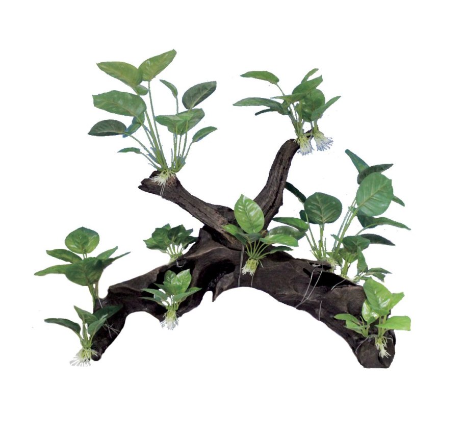 Анубиас Нана акваскейп