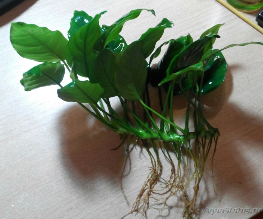 Анубиас Нана Петит