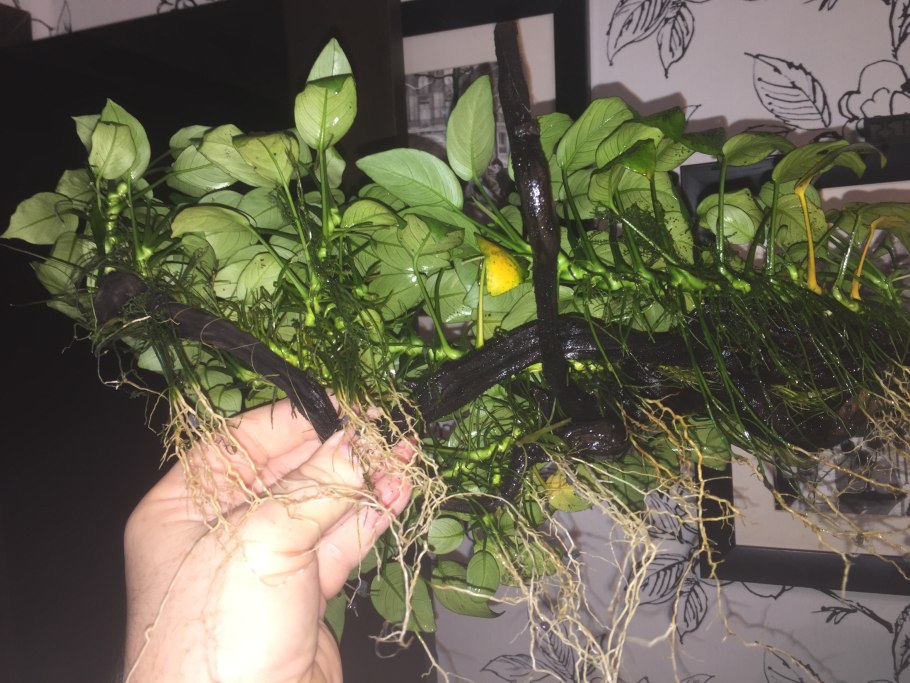 Анубиас Нана мини