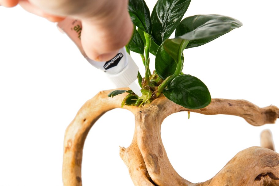 Акваскейп из анубиасов