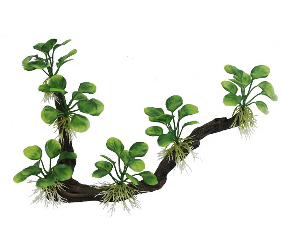 Биотопный аквариум с анубиасами