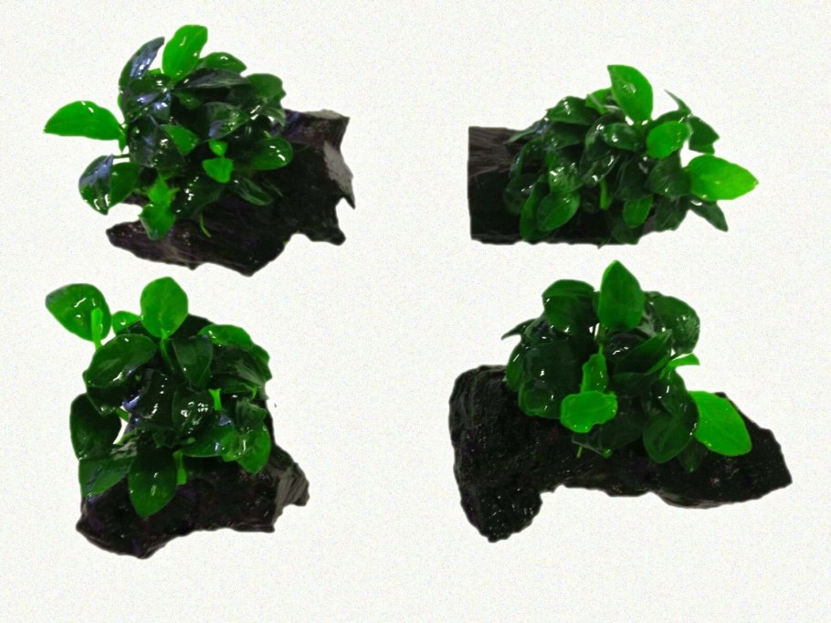 Искусственное растение ARTUNIQ коряга с анубиасом 26,5x22,5x37 см