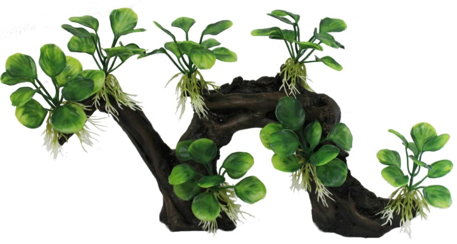 Анубиас Нана в акваскейпе