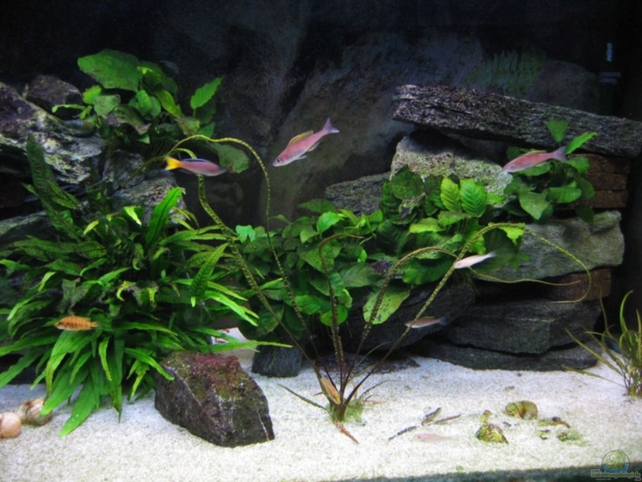 Анубиас Нана аквариумное растение