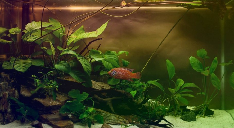 Кора кокоса и анубиасы