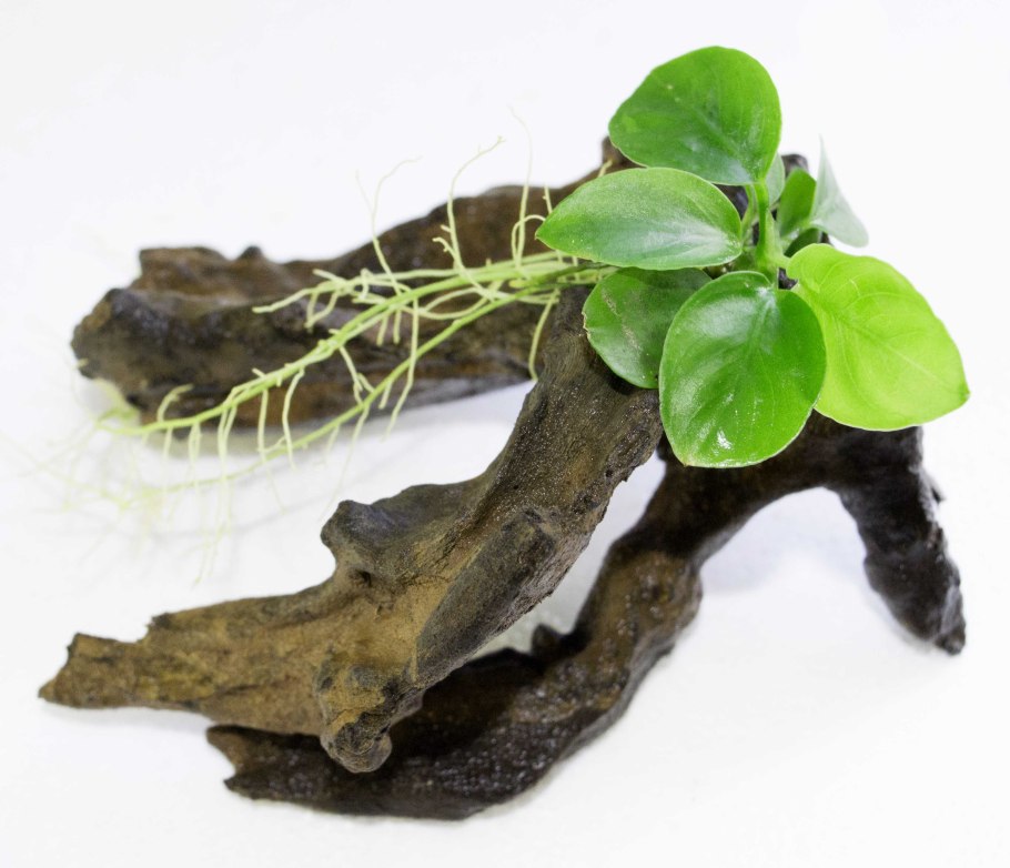 Анубиас бартера на коряге