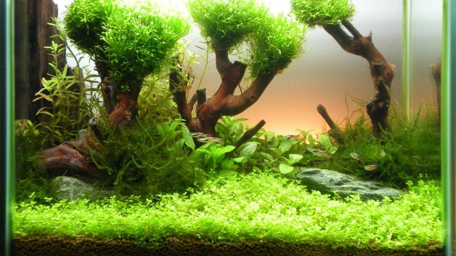 Анубиас Нана аквариумное растение