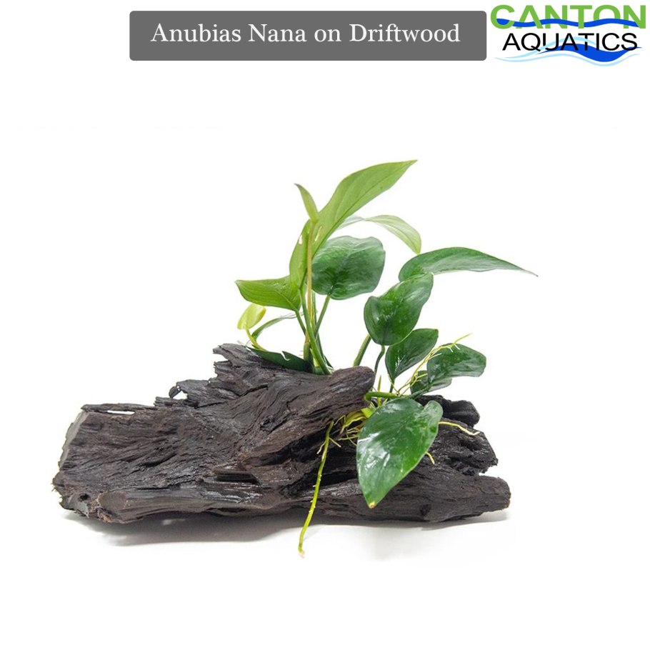 Подставка для тилландсии из коряг