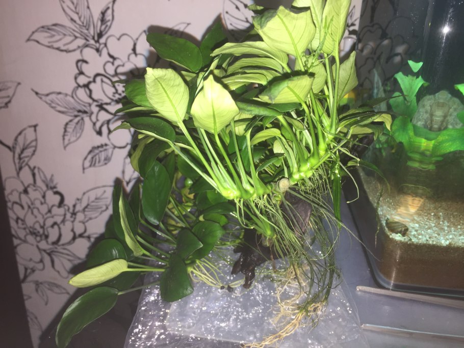 Анубиас аквариумное