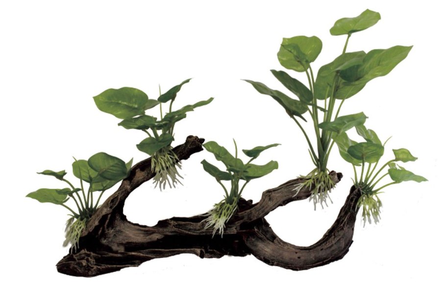 Криптокорина криспатула Номинальная