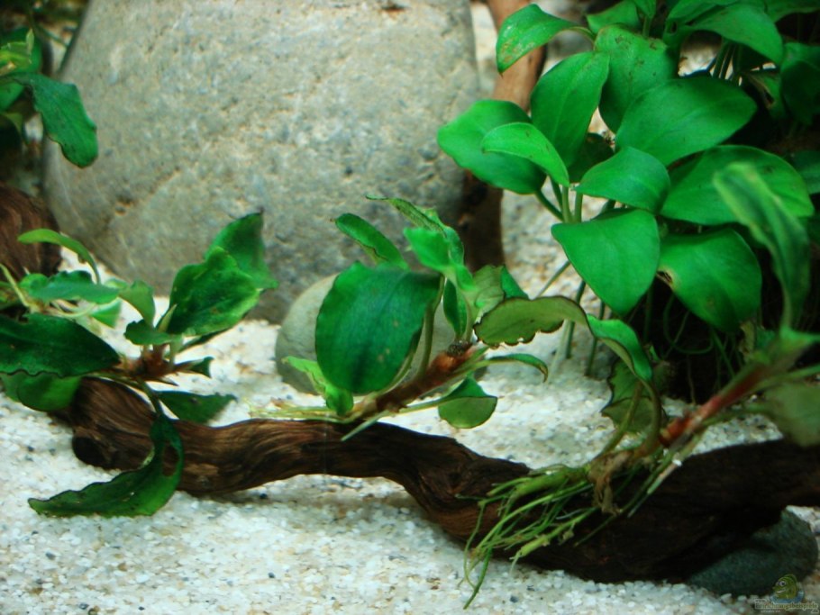КОРЯГАИ анубиас в аквариуме