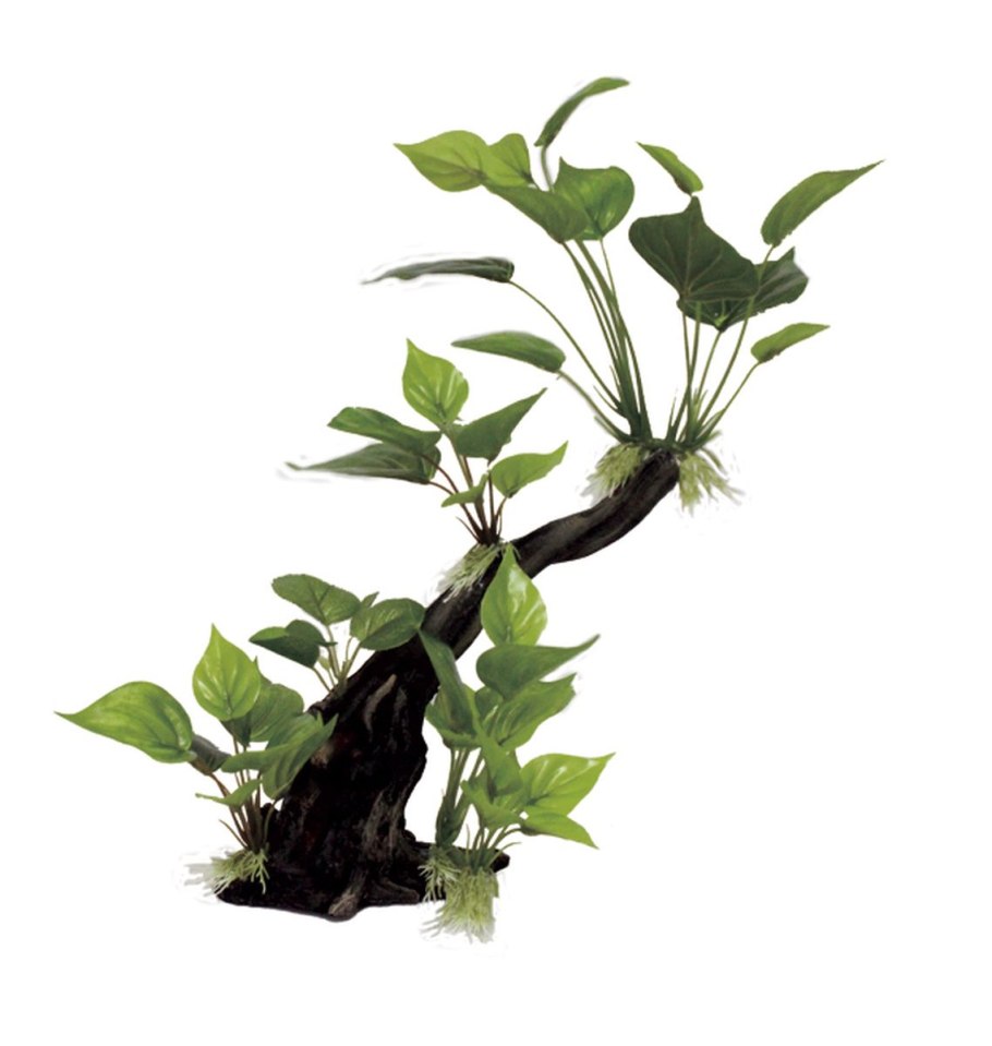 Растение анубиас в аквариуме