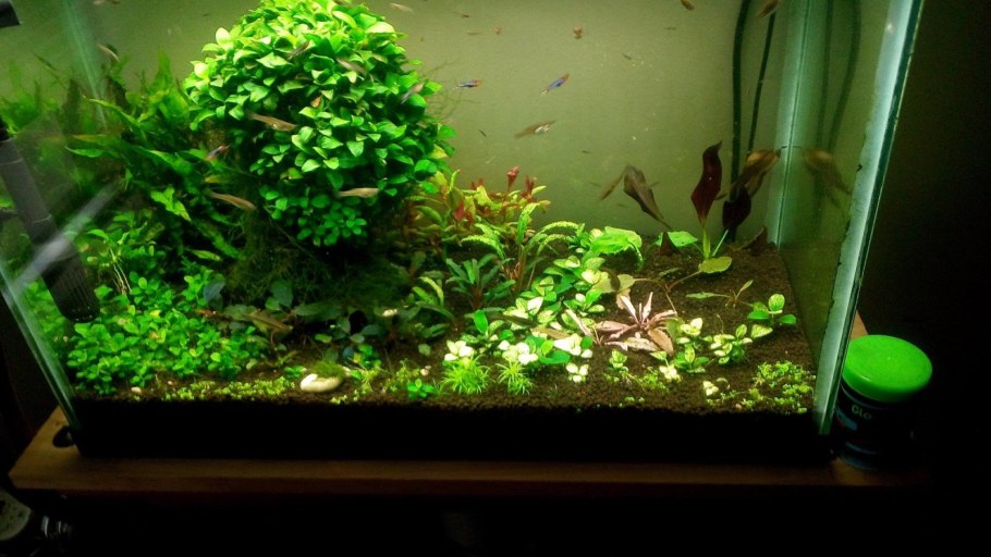 Анубиас Блэк ангел