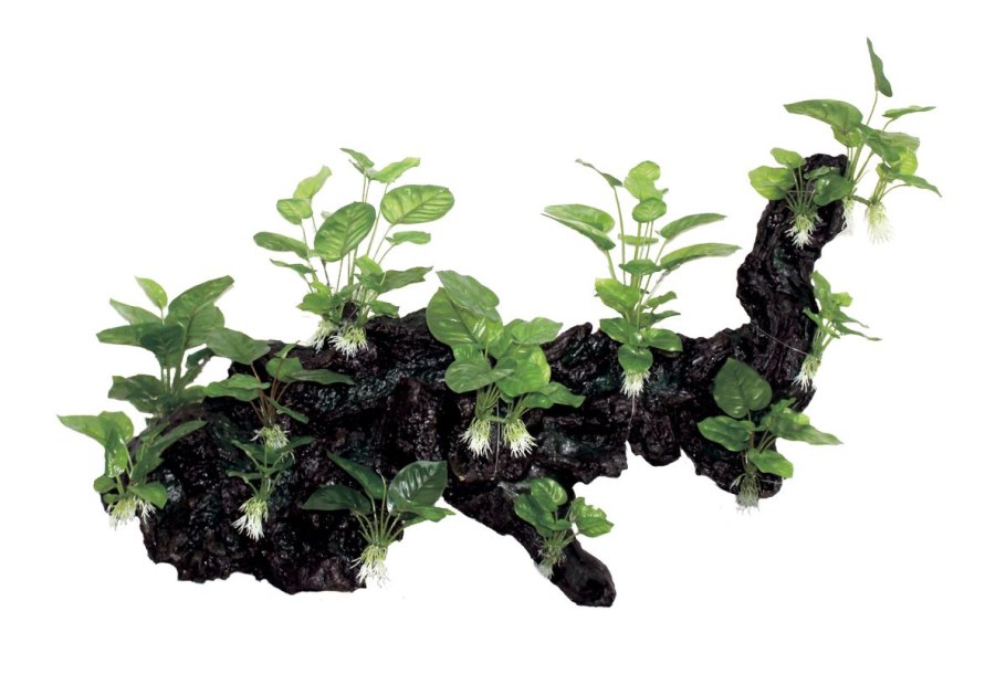 Анубиас Нана аквариумное