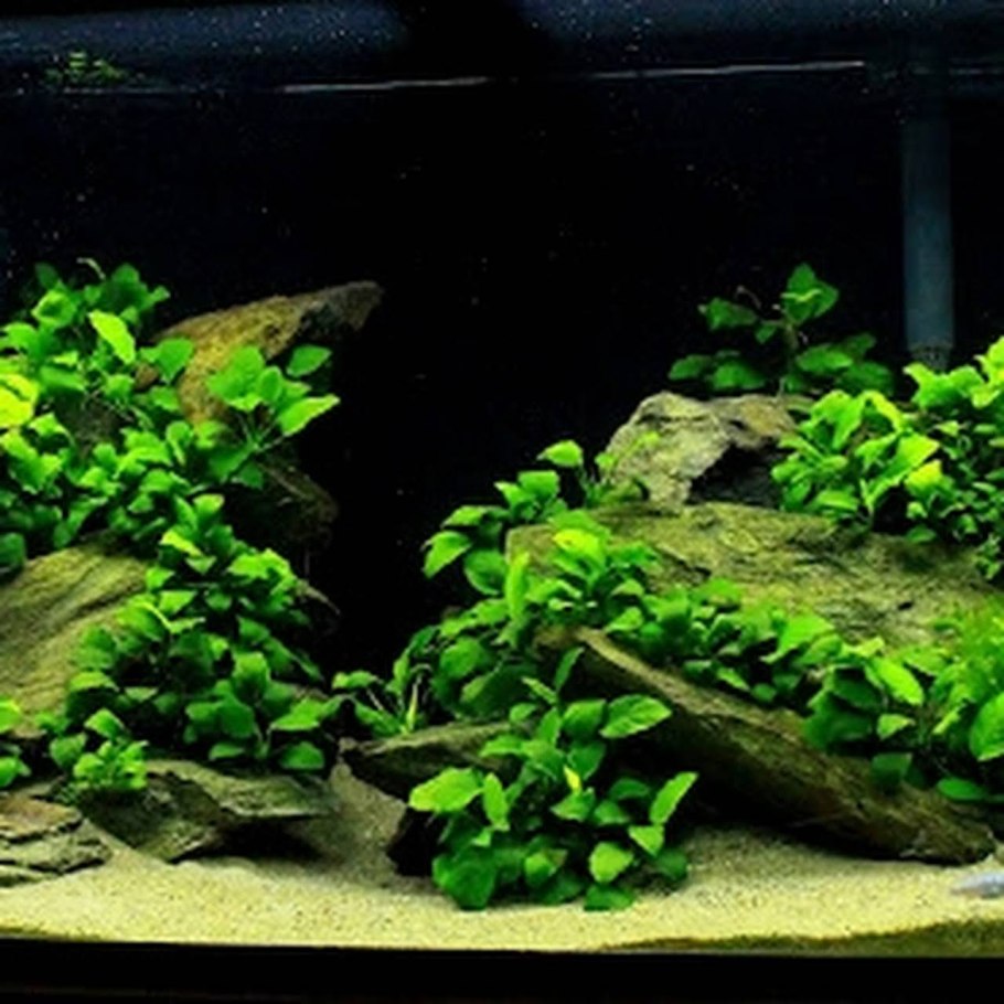 Медленный травник буцефаландры анубиасы