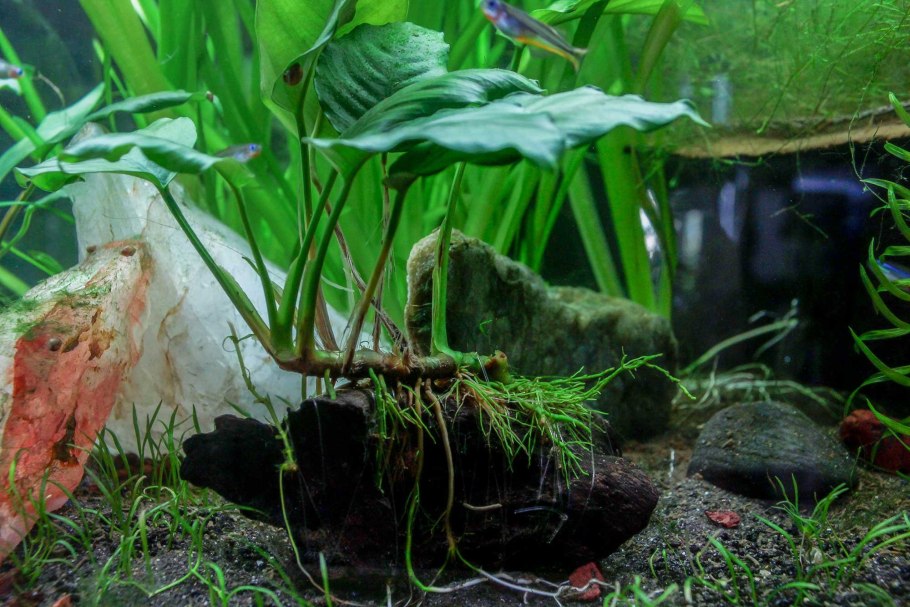 Анубиас на коряге в аквариуме