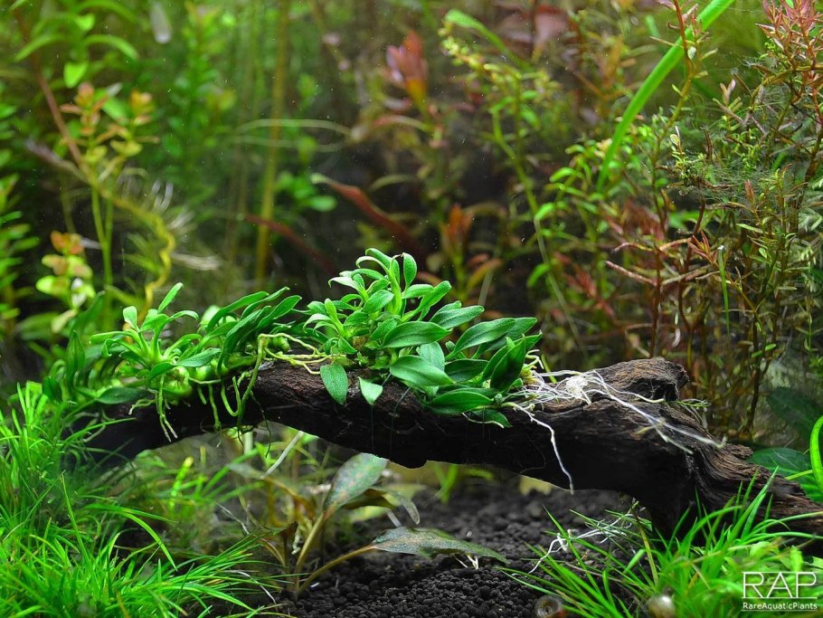 Коряга с растениями Лагуна 7404