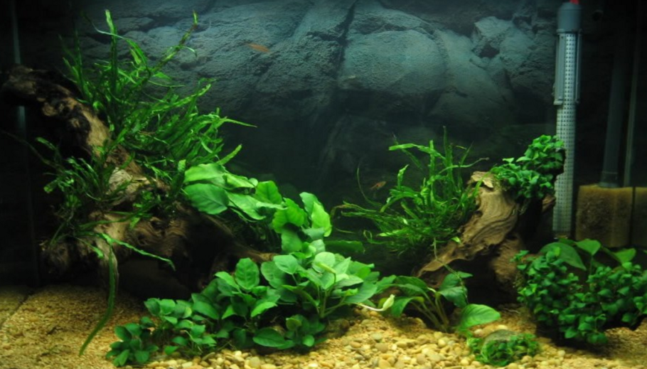 Криптокорина на коряге