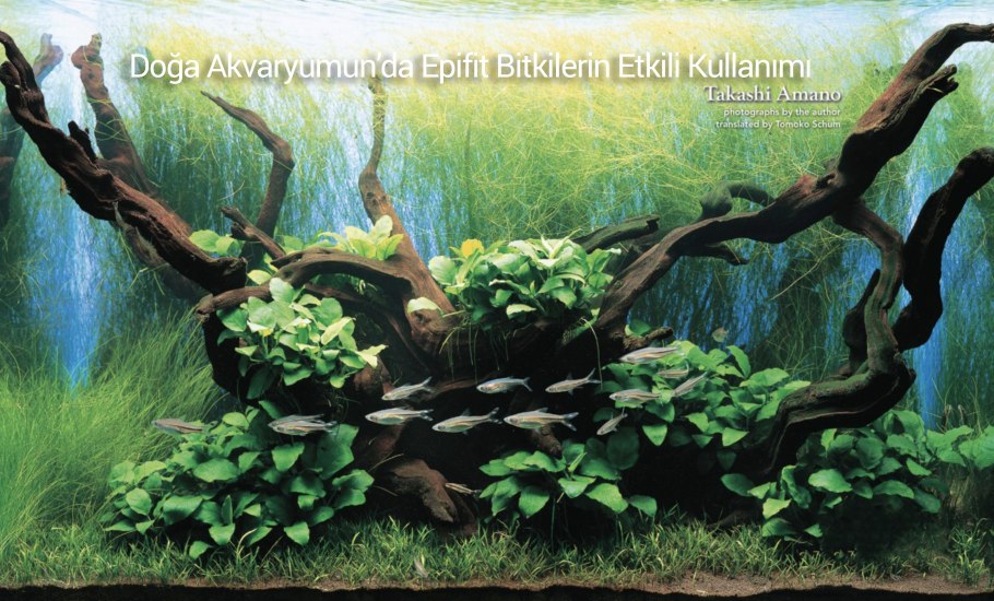 Анубиас акваскейп