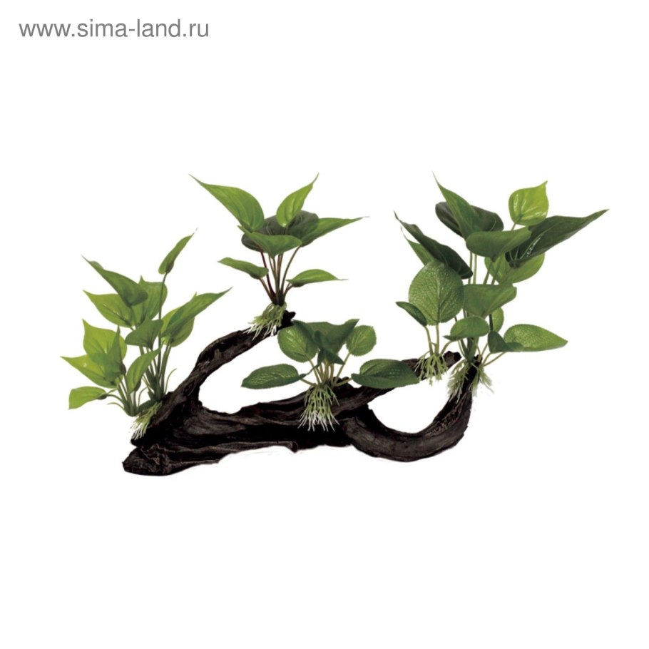 Аквариум Anubias