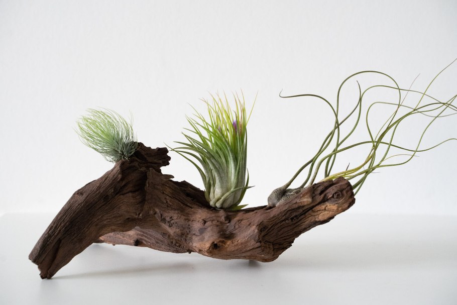 Коряга с анубиасами в аквариуме