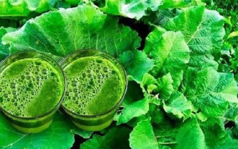 Мазь из репейника