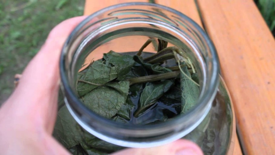 Чай из корня лопуха