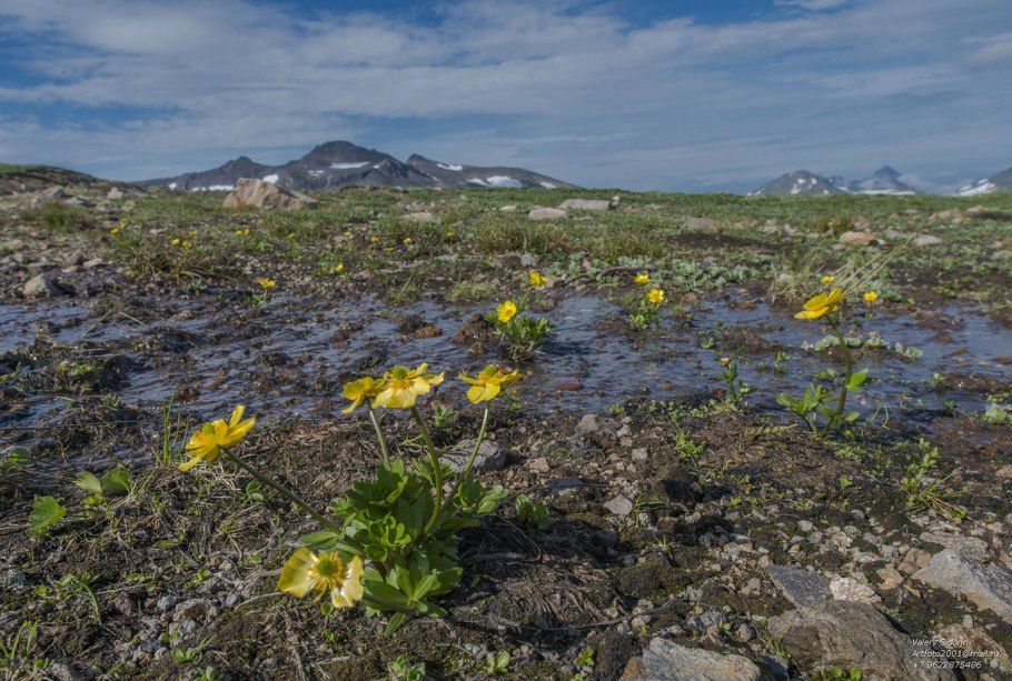Лютик снежный Арктический