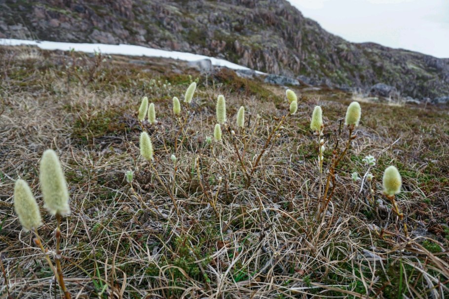 Архипелаг новая земля