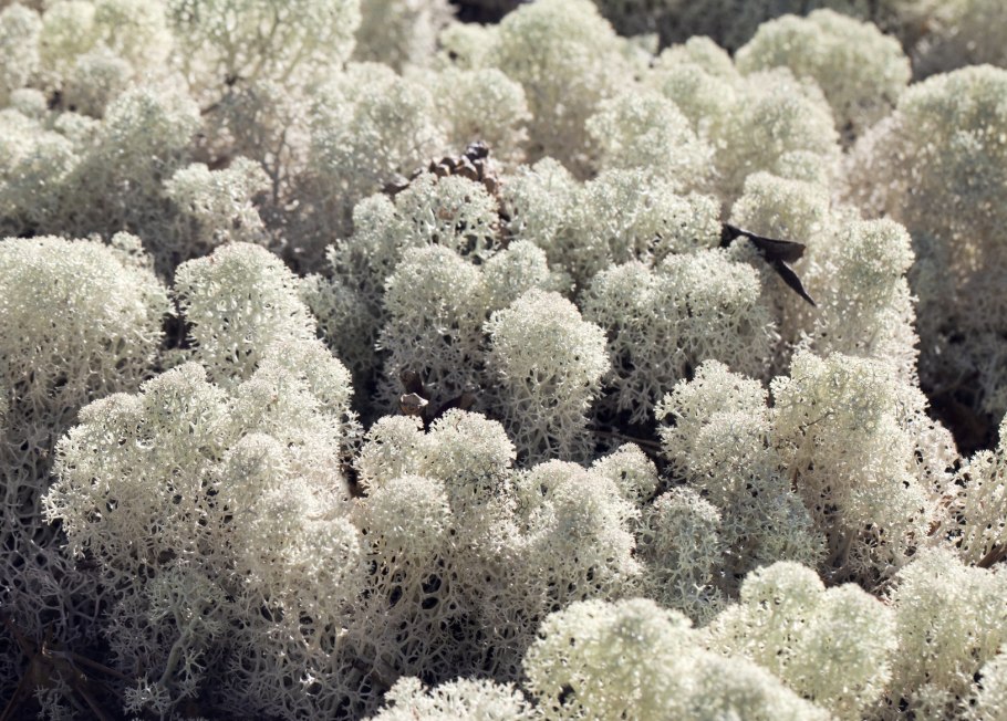 Тиксинская тундра