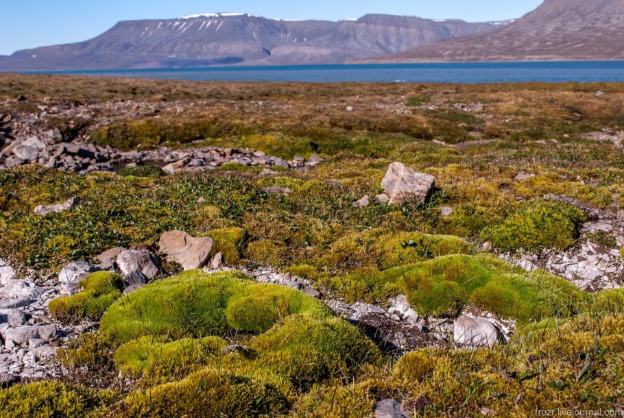 Зона арктических пустынь Северной Америки