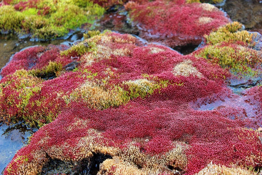 Мхи и лишайники в Арктике