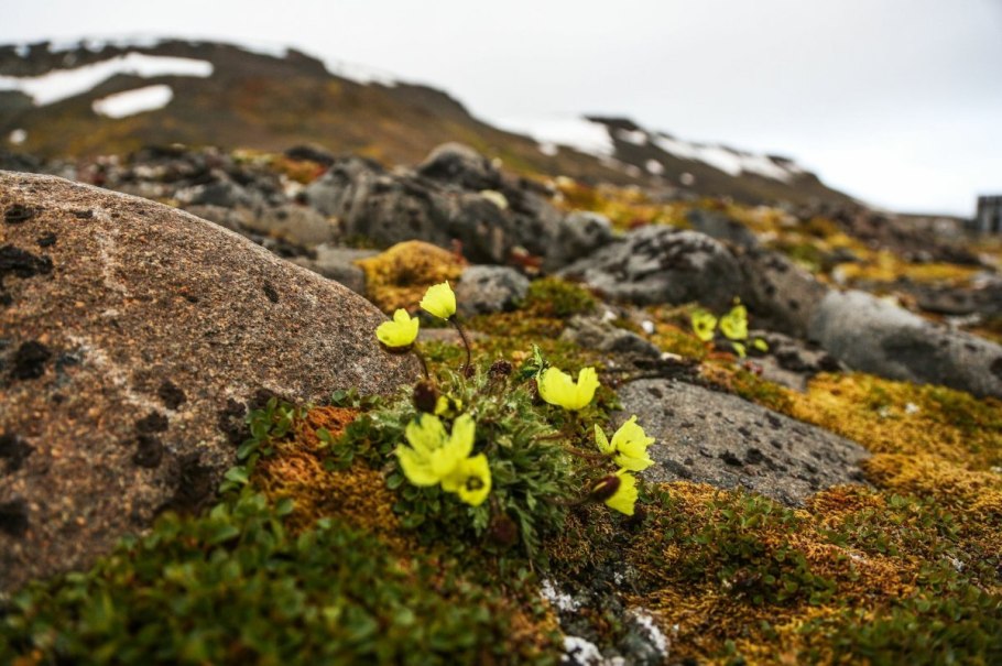 Камнеломка Северная Франца Иосифа