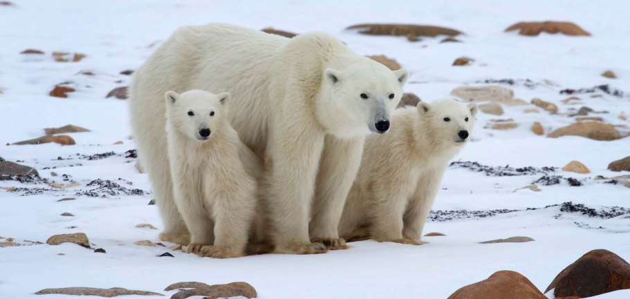 Лишайники арктических пустынь Арктика