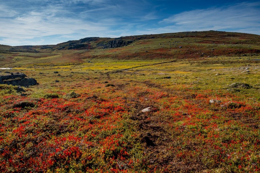 Арктические пустыни Флора и фауна
