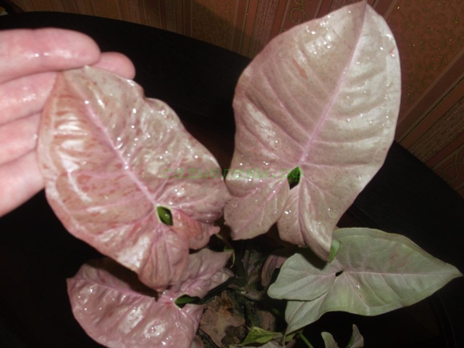 Сингониум Neon robusta