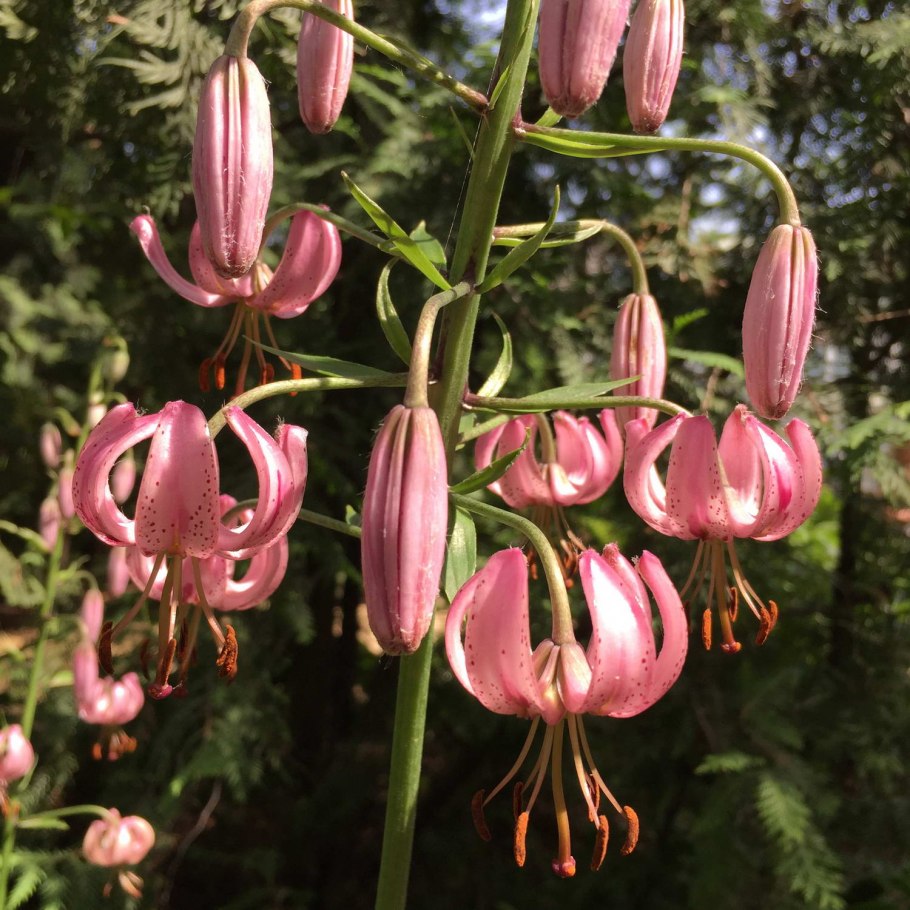 Lilium martagon Дюрер