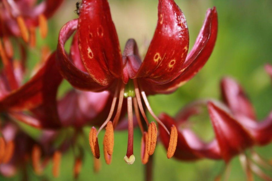 Мартагон claude shride