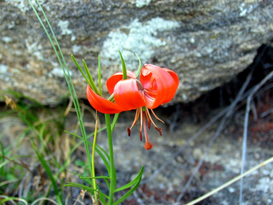 Саранка кудреватая
